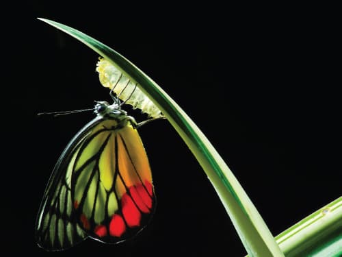 butterfly emerging from cocoon