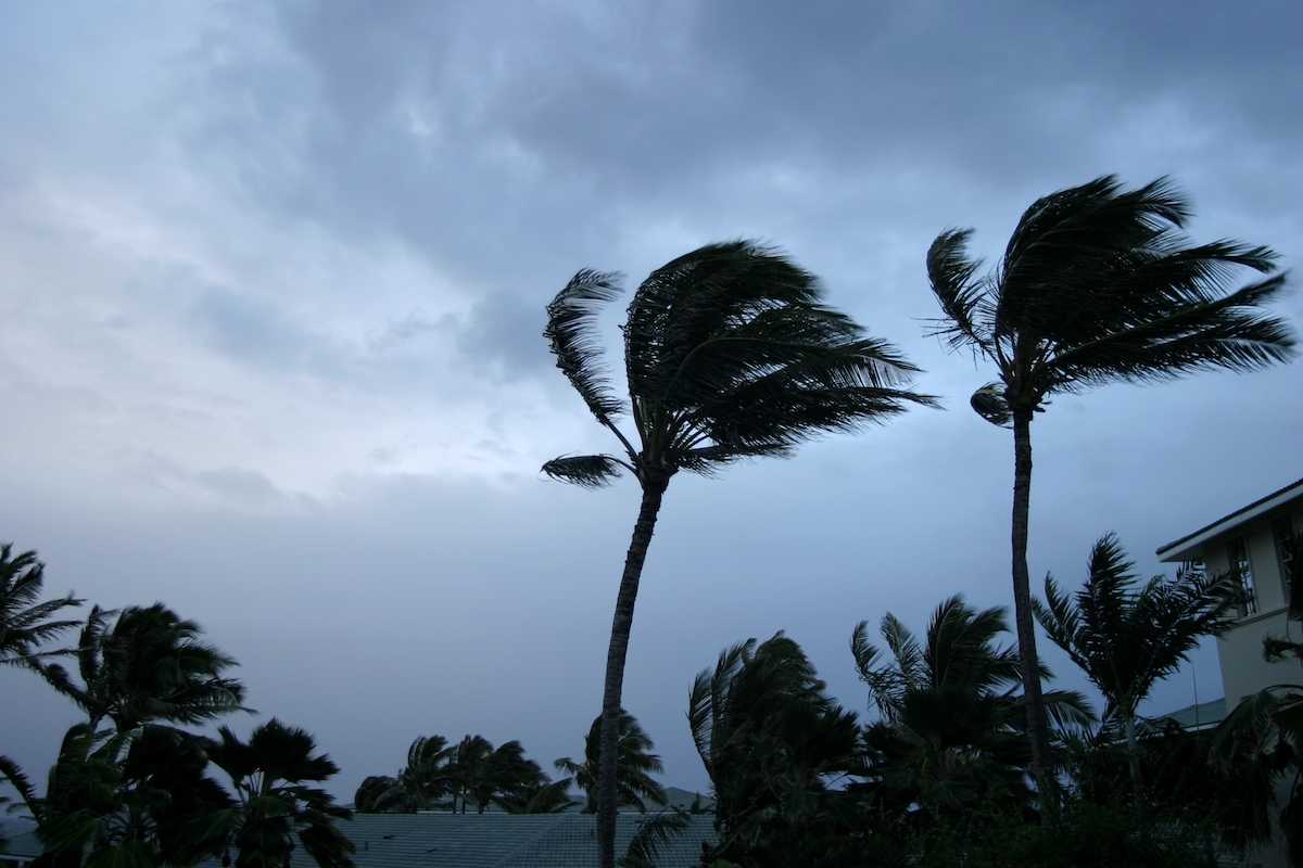 Palms & tropical buildings are buffeted by high winds of a typhoon. A physical representation of weathering a cyber attack.